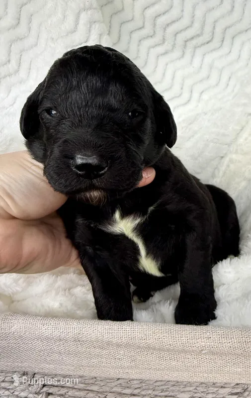 Milo, a male Goldendoodle for sale in Fishers, IN – Photo 1 of 6