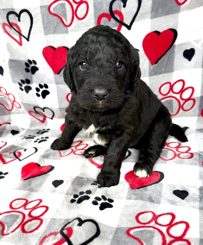 Miley  – Goldendoodle puppy for sale in Fishers, IN