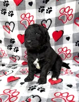 Willow , a female Goldendoodle for sale in Fishers, IN – Photo 5 of 7