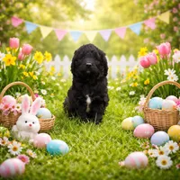 Willow , a female Goldendoodle for sale in Fishers, IN – Photo 1 of 7