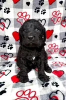 Maverick , a male Goldendoodle for sale in Fishers, IN – Photo 2 of 4