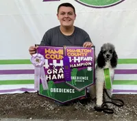 Maverick , a male Goldendoodle for sale in Fishers, IN – Photo 3 of 4