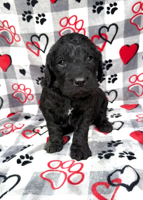 Maverick  – Goldendoodle puppy for sale in Fishers, IN