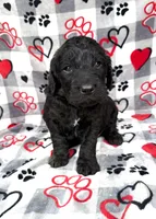 Maverick , a male Goldendoodle for sale in Fishers, IN – Photo 1 of 4