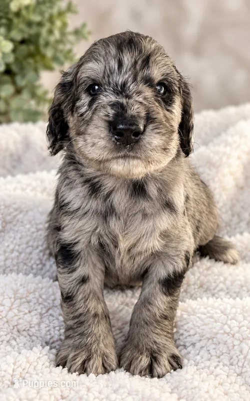 Maverick  – Goldendoodle puppy for sale in Fishers, IN