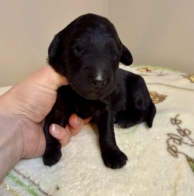 Mia – Goldendoodle puppy for sale in Fishers, IN