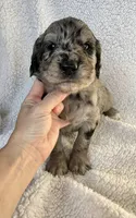 Maverick , a male Goldendoodle for sale in Fishers, IN – 3 of 5