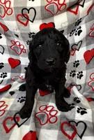 Willow, a female Goldendoodle for sale in Fishers, IN – 4 of 5