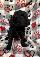 Willow, a female Goldendoodle for sale in Fishers, IN – 2 of 5