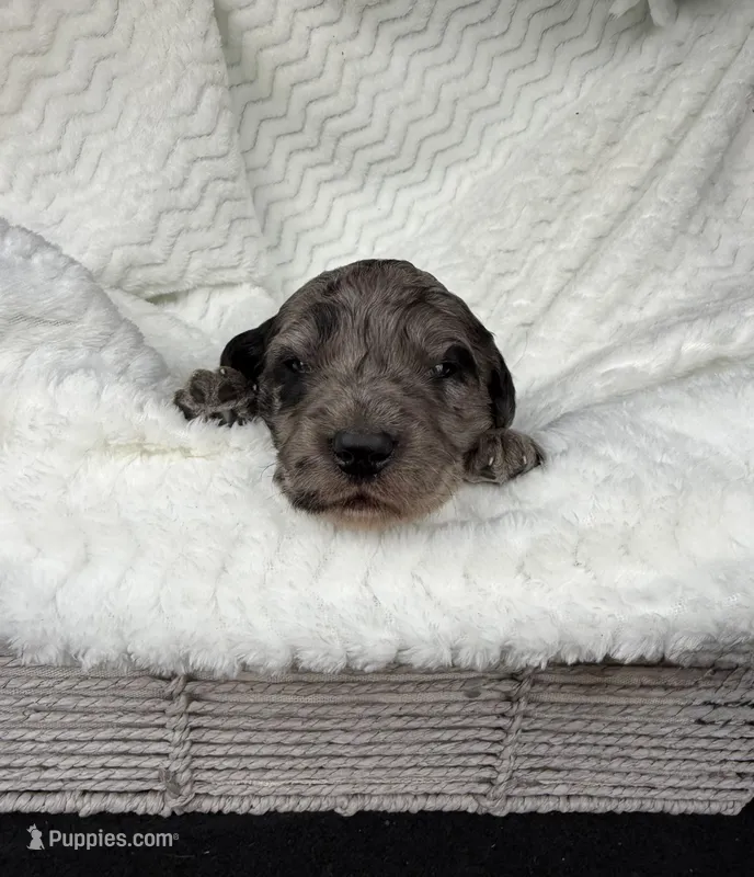 Teddy – Goldendoodle puppy for sale in Fishers, IN