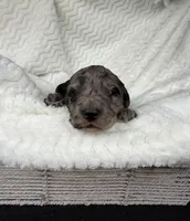 Teddy, a male Goldendoodle for sale in Fishers, IN – Photo 1 of 7