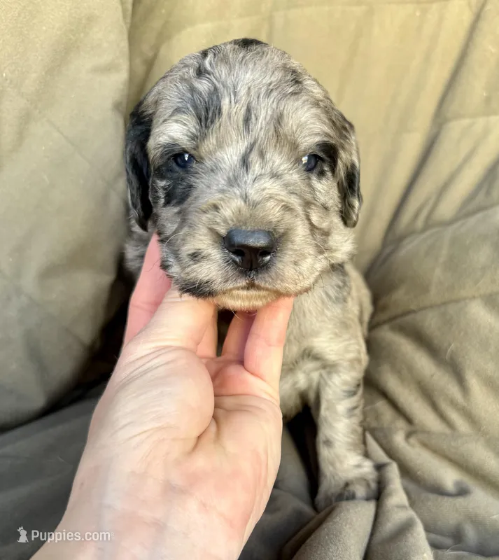 Teddy – Goldendoodle puppy for sale in Fishers, IN