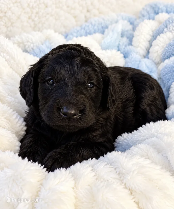 Mia – Goldendoodle puppy for sale in Fishers, IN