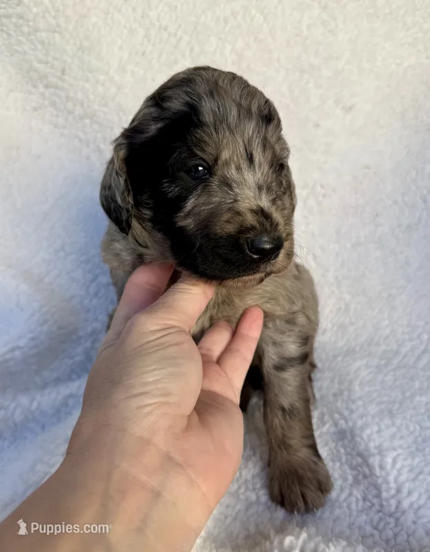Kingsley – Goldendoodle puppy for sale in Fishers, IN