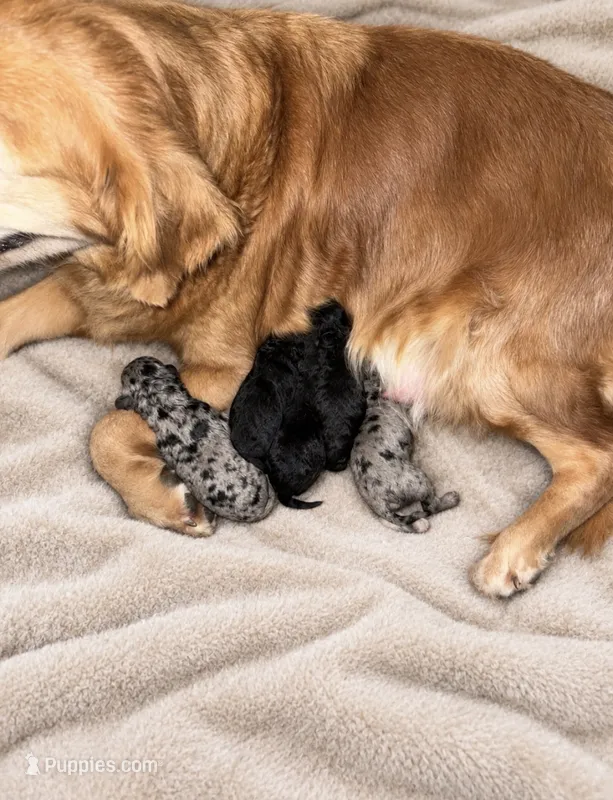 Mia – Goldendoodle puppy for sale in Fishers, IN
