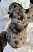Maverick , a male Goldendoodle for sale in Fishers, IN – 2 of 5