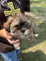 Espresso , a male Lhasa Apso for sale in Wausa, NE – 1 of 4