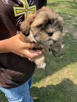 Espresso , a male Lhasa Apso for sale in Wausa, NE – 3 of 4