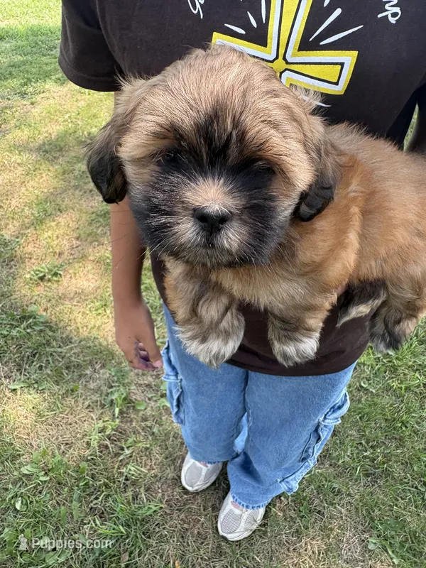 Bean – Lhasa Apso puppy for sale in Wausa, NE
