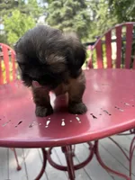 Coffee , a male Lhasa Apso for sale in Wausa, NE – 5 of 6
