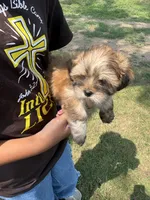 Latte , a female Lhasa Apso for sale in Wausa, NE – 2 of 4
