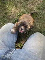 Bean, a female Lhasa Apso for sale in Wausa, NE – 4 of 4
