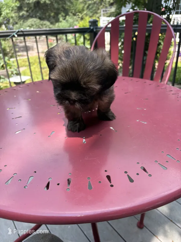Coffee  – Lhasa Apso puppy for sale in Wausa, NE