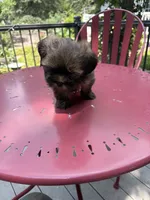 Coffee , a male Lhasa Apso for sale in Wausa, NE – 1 of 6