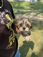 Latte , a female Lhasa Apso for sale in Wausa, NE – 3 of 4