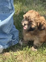 Bean, a female Lhasa Apso for sale in Wausa, NE – 2 of 4