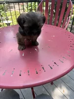 Coffee , a male Lhasa Apso for sale in Wausa, NE – 4 of 6