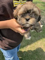 Espresso , a male Lhasa Apso for sale in Wausa, NE – 4 of 4