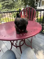Coffee , a male Lhasa Apso for sale in Wausa, NE – 3 of 6