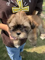 Espresso , a male Lhasa Apso for sale in Wausa, NE – 2 of 4