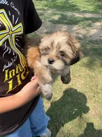 Latte , a female Lhasa Apso for sale in Wausa, NE – 4 of 4
