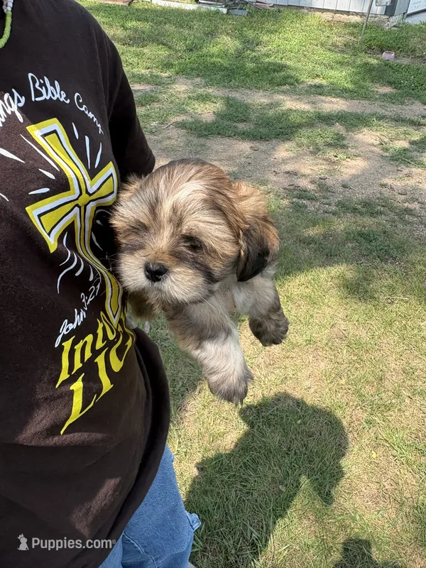 Latte  – Lhasa Apso puppy for sale in Wausa, NE