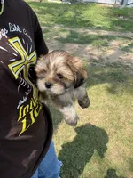 Latte , a female Lhasa Apso for sale in Wausa, NE – 1 of 4