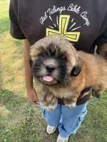 Bean, a female Lhasa Apso for sale in Wausa, NE – 3 of 4