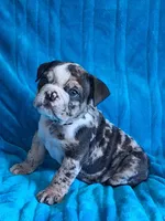 LYRIC, a female English Bulldog for sale in Pittsburgh, PA – 2 of 3