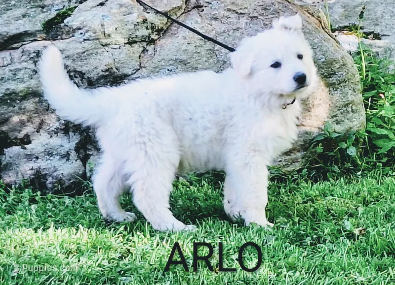 ARLO White longcoat – German Shepherd Dog puppy for sale in Pittsburgh, PA