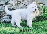 ARLO White longcoat, a male German Shepherd Dog for sale in Pittsburgh, PA – 1 of 9