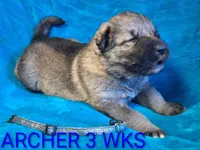 ARCHER , a male German Shepherd Dog for sale in Pittsburgh, PA – Photo 1 of 3