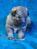 ARCHER , a male German Shepherd Dog for sale in Pittsburgh, PA – Photo 3 of 3