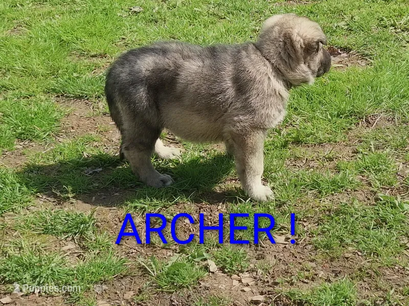 ARCHER  – German Shepherd Dog puppy for sale in Pittsburgh, PA