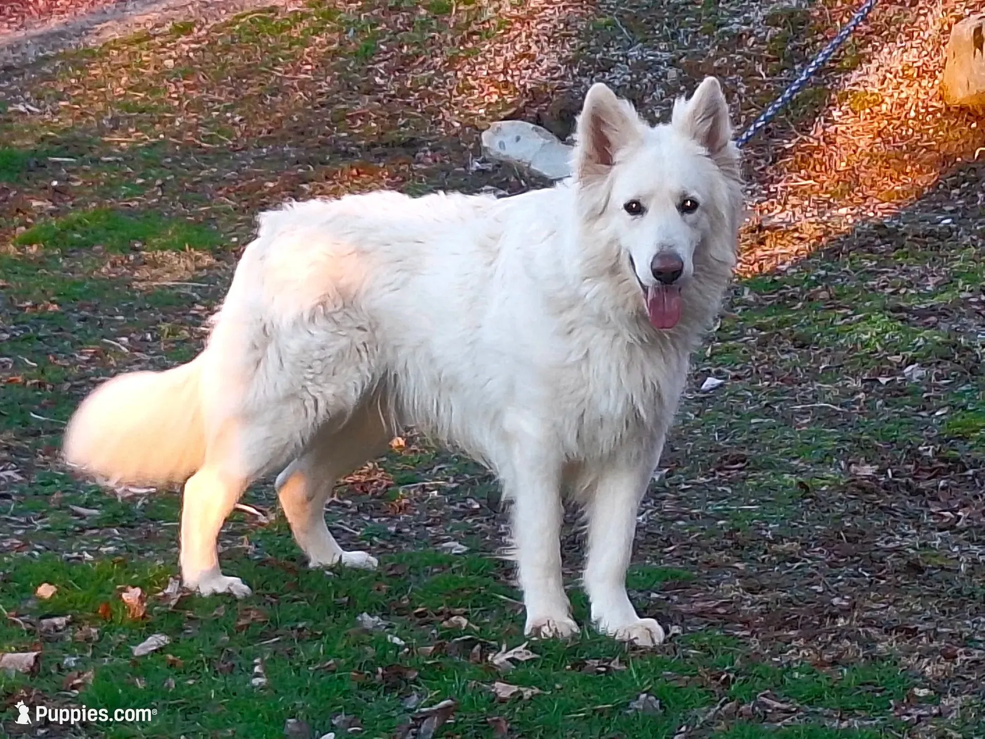 SYDNEY white longcoat!, a female German Shepherd Dog for sale in Pittsburgh, PA – 8 of 9