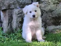 ARLO White longcoat, a male German Shepherd Dog for sale in Pittsburgh, PA – 2 of 9