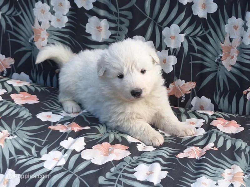SABRINA/longcoat! – German Shepherd Dog puppy for sale in Pittsburgh, PA