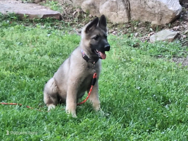 ZAYLA – German Shepherd Dog puppy for sale in Pittsburgh, PA