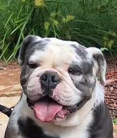 Welcome in PA!, a male Olde English Bulldogge for sale in Pittsburgh, PA – Photo 6 of 6