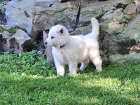 ARLO White longcoat, a male German Shepherd Dog for sale in Pittsburgh, PA – 5 of 9